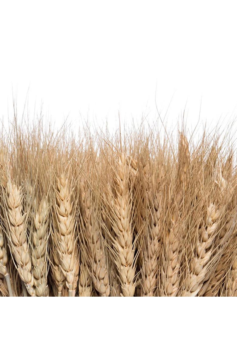 Harvest Wheat Figurine, Alternate, color, Yellow