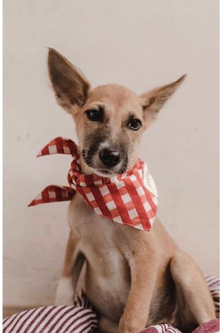 Classic Red Check Dog Bandana, Alternate, color, CLASSIC RED CHECK