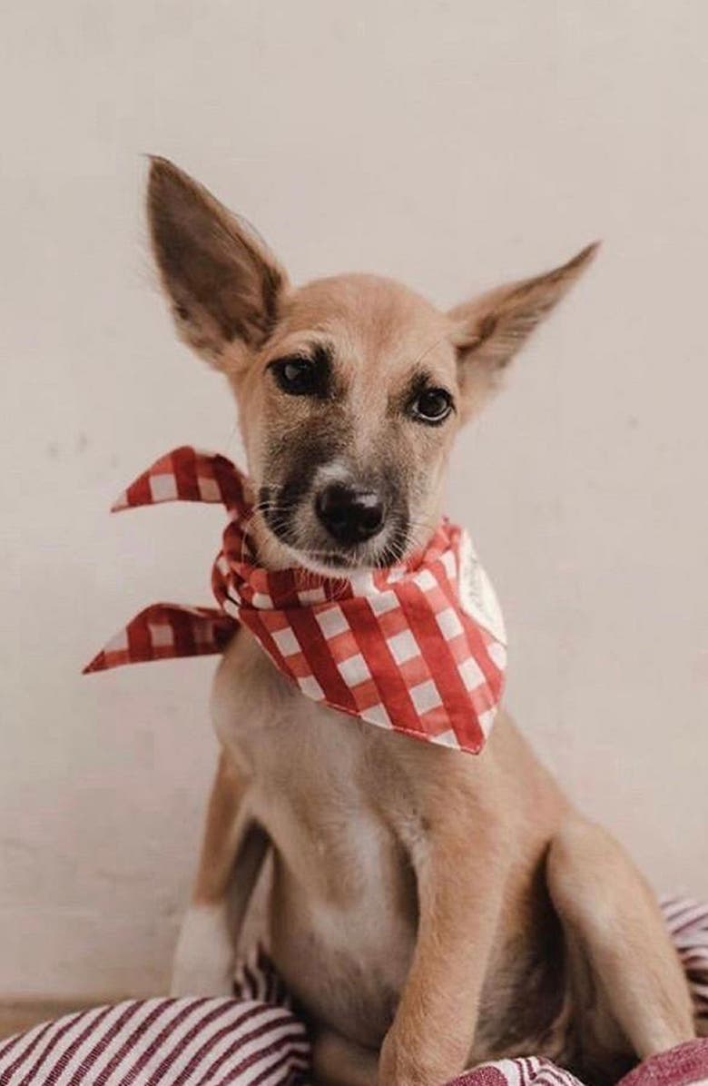 The Paws Classic Red Check Dog Bandana, Alternate, color, 