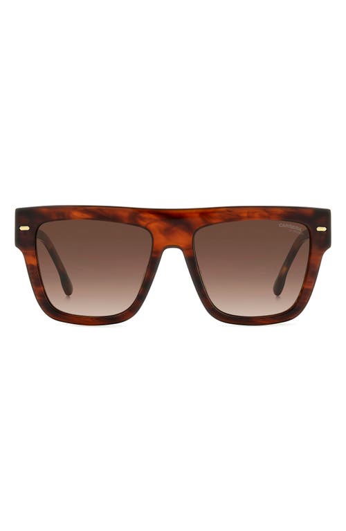 Carrera Eyewear 55mm Flat Top Sunglasses in Brown Horn/Brown Gradient  product