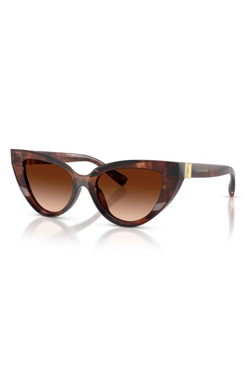 Dolce & Gabbana Dark Red Havana Acetate Sunglasses In Brown