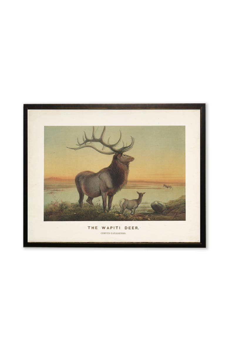 Antique Curiosities "The Wapiti Deer" Scene in Copper and Black Frame, Main, color, Multi
