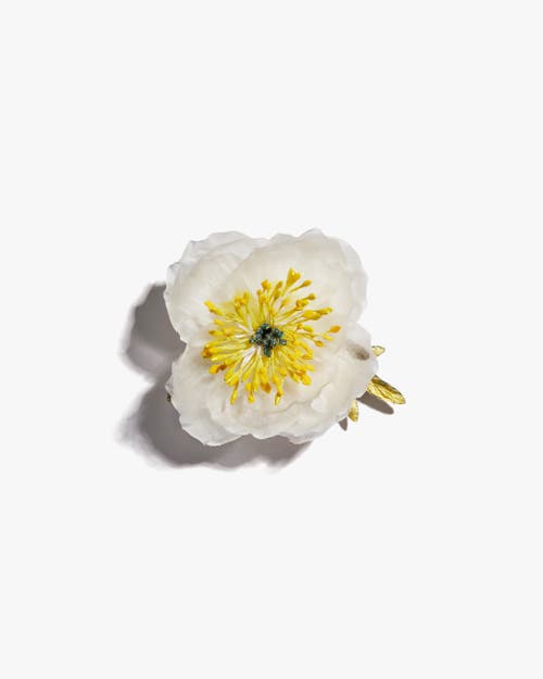 Helena Simon The White Poppy In White