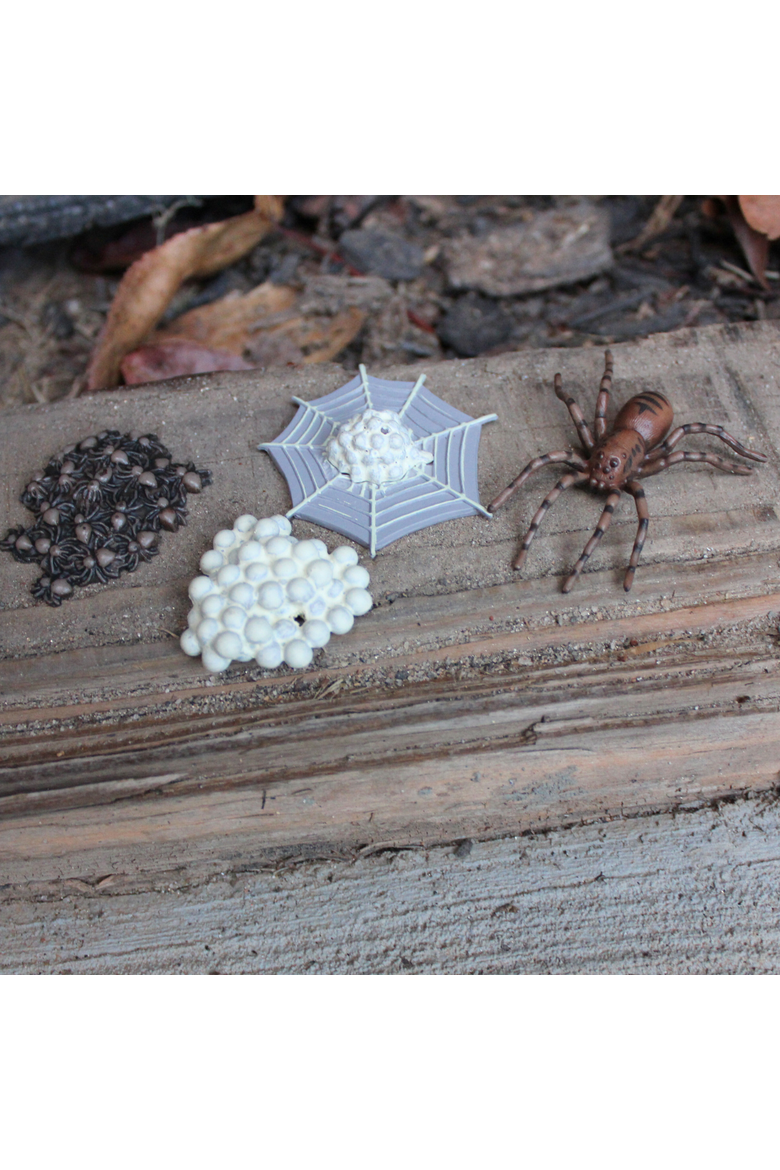 Life Cycle Of A Spider, Alternate, color, No Color