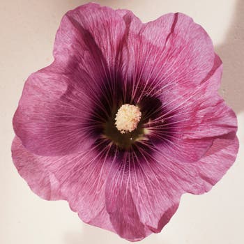 Atelier des Fleurs Hibiscus Abelmoschus Eau de Parfum