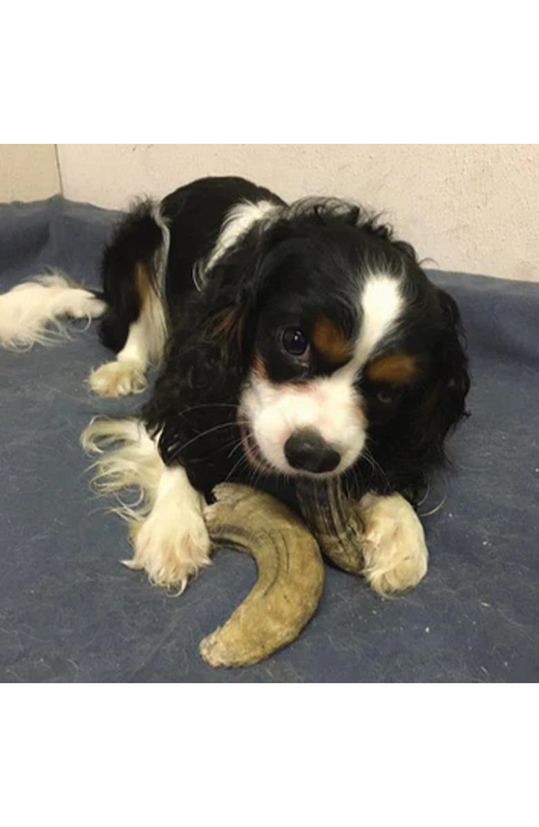 ICELANDIC+ Lamb Horn With Marrow Small 45.5 Inch Dog, Alternate, color, 