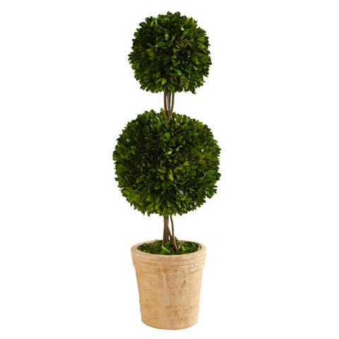 2.5-ft Preserved Boxwood Double Ball Topiary Tree in Decorative Planter