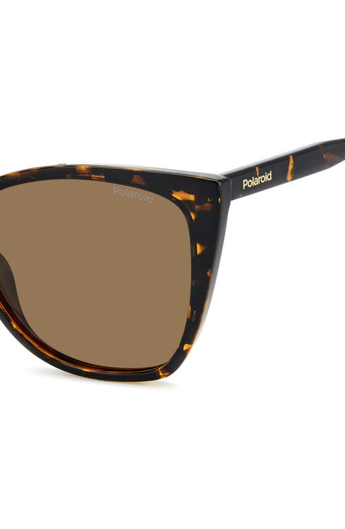 Polaroid 56mm Polarized Cat Eye Sunglasses In Brown