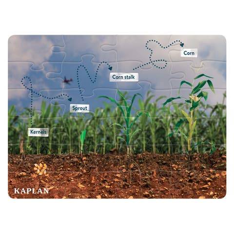 Corn Life Cycle Floor Puzzle - 24 Pieces