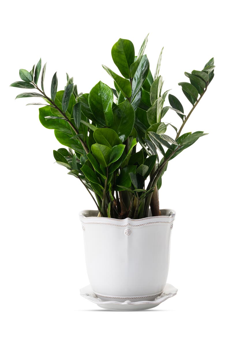 Juliska Berry
Thread Planter with Saucer, Alternate, color, Whitewash