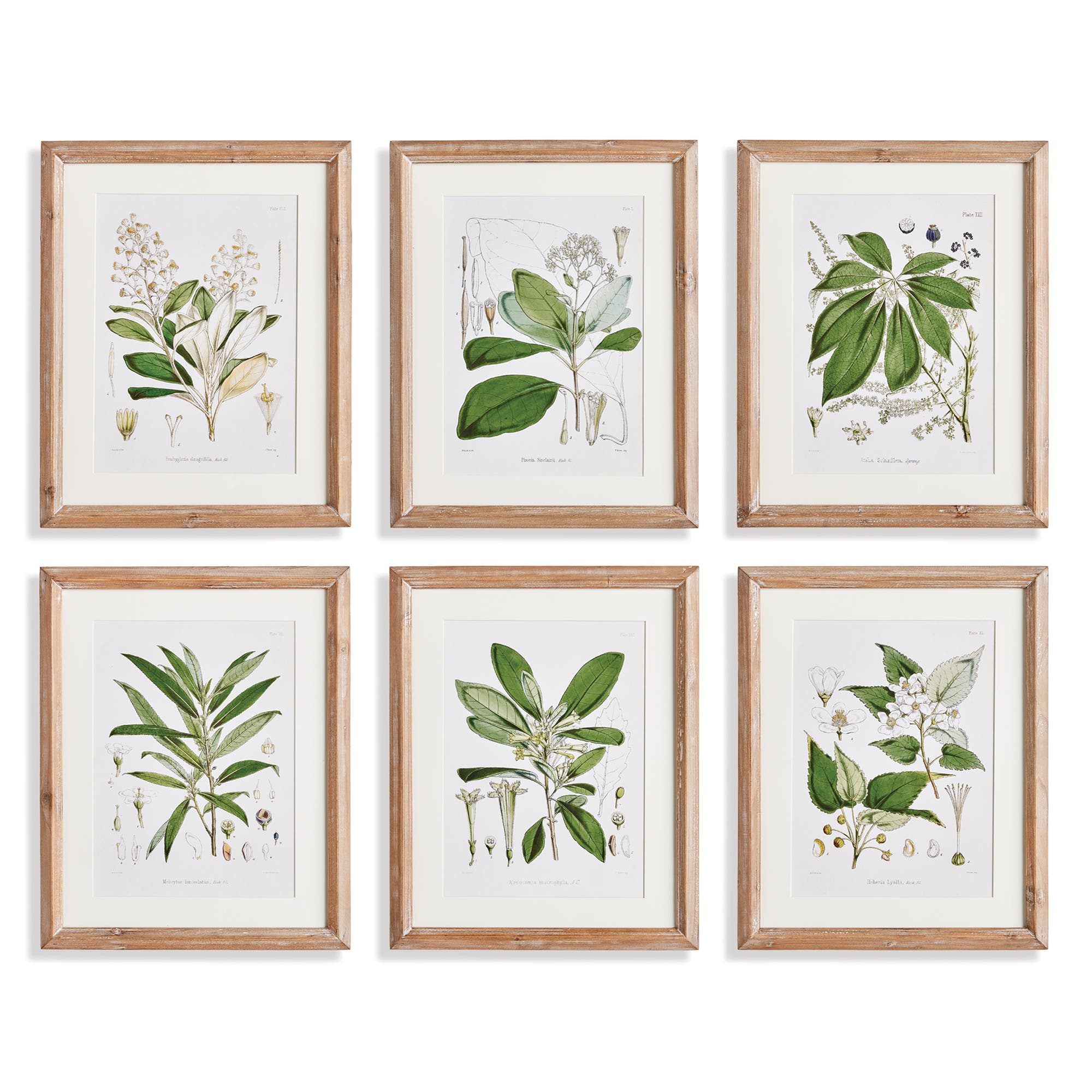 Napa Home & Garden Classic Flower And Leaf Study Framed Wall Art Set Of 6 In Green