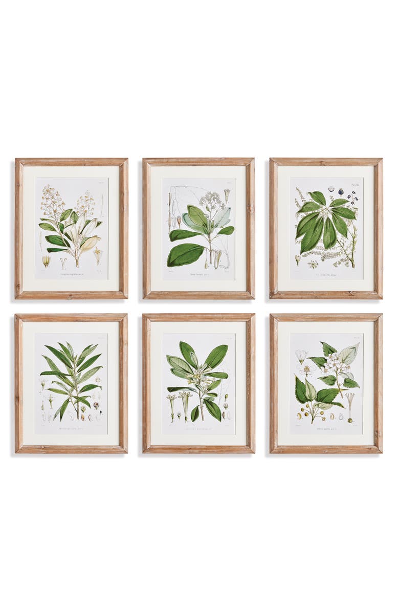 Napa Home & Garden Classic Flower And Leaf Study Framed Wall Art Set of 6, Main, color, Green