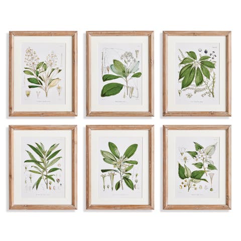 Classic Flower And Leaf Study Framed Wall Art Set of 6
