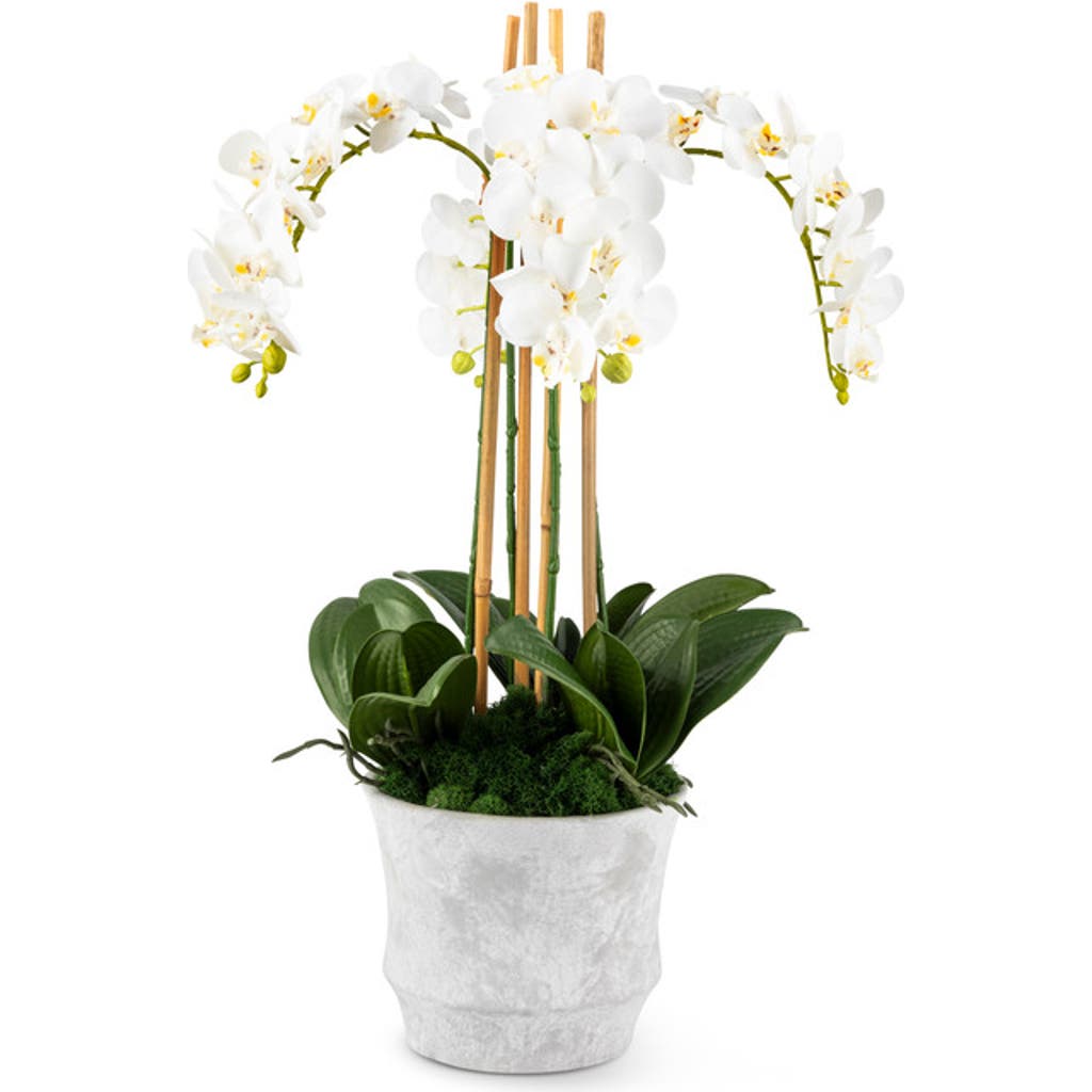 Cocobella Celeste Realtouch Orchid Arrangement