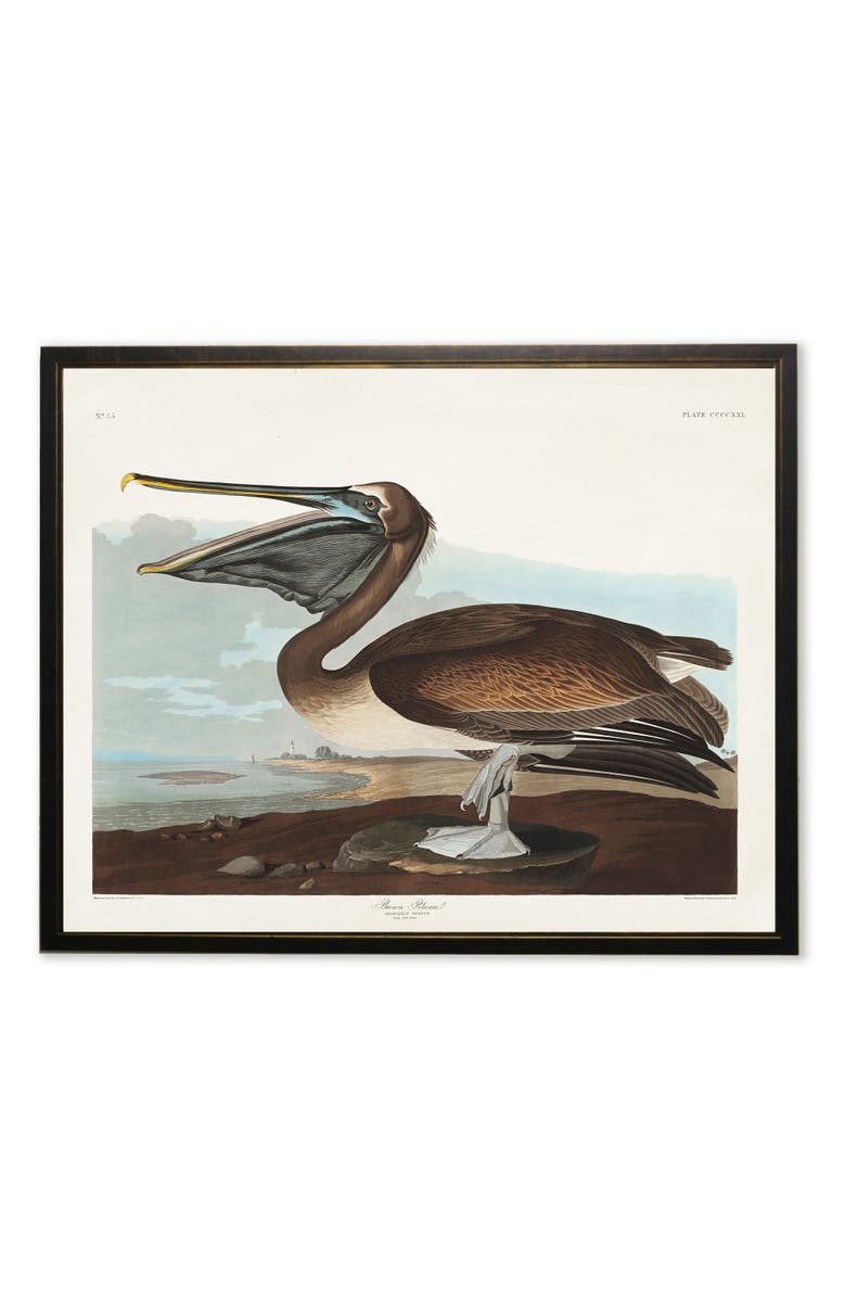 Antique Curiosities Brown Pelican in Black and Copper Frame, Main, color, Multi
