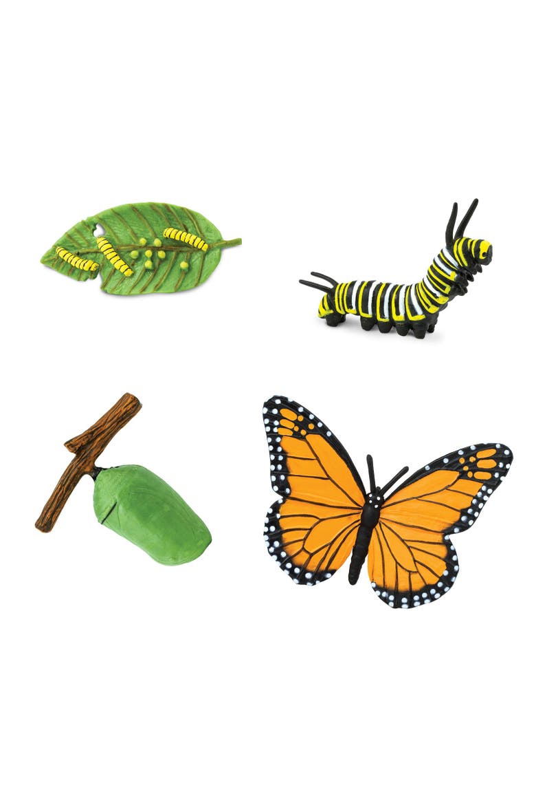 Life Cycle Of A Monarch Butterfly, Alternate, color, No Color