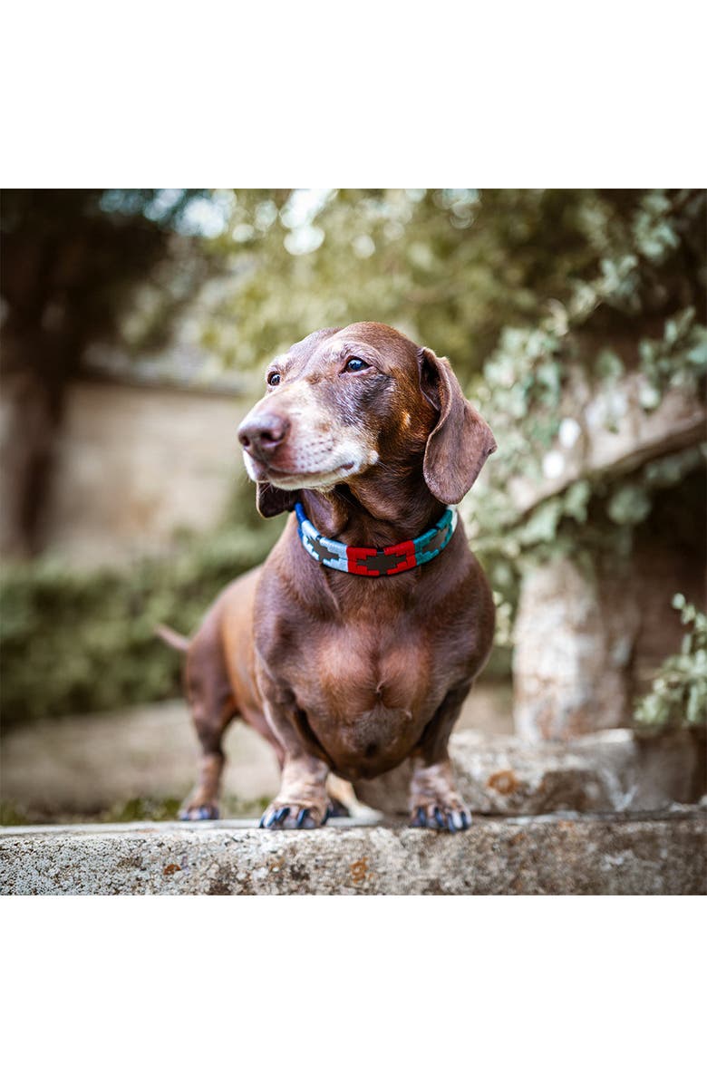 pampeano Pampa Dog Collar - Multi, Alternate, color, 