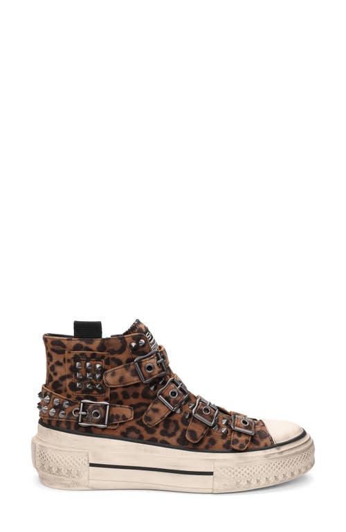 Ash Rainbow Studs High Top Platform Sneaker In Brown
