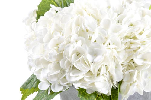 Cocobella Ryann Realtouch Hydrangea Arrangement In Snow