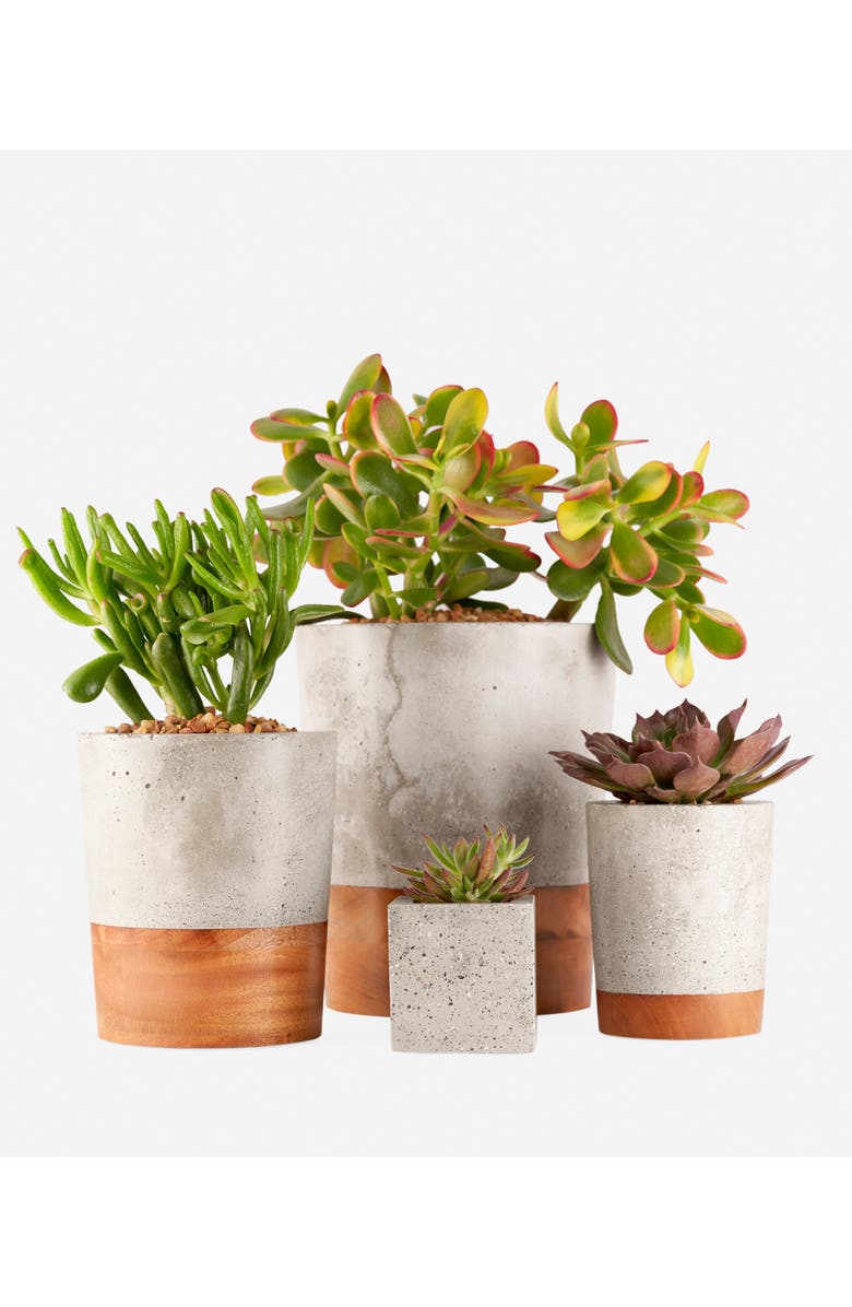 Uncommon James by Kristin Cavallari Concrete & Wood Planter, Alternate, color,