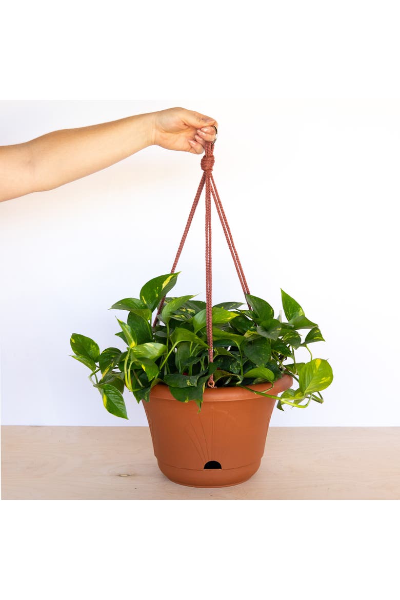 13 Inch Lucca Self Watering Hanging Basket, Alternate, color, Brown