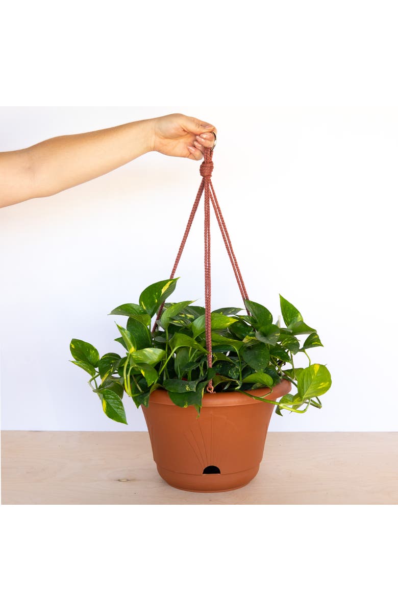 Bloem 13 Inch Lucca Self Watering Hanging Basket, Alternate, color, Brown
