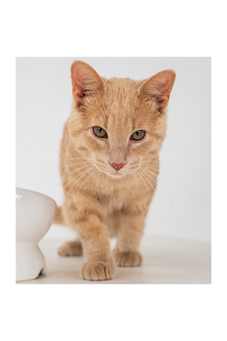 Elevated Ceramic Bowl For Cats 7oz Capacity, Alternate, color, White