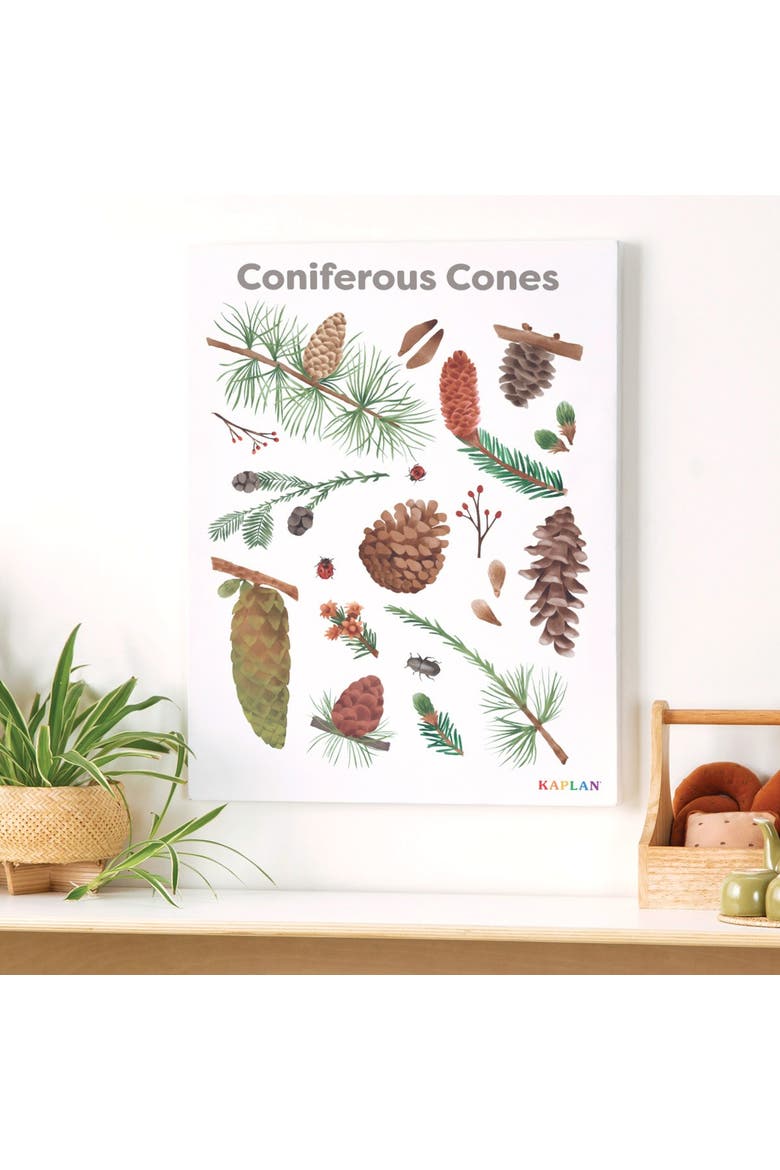 Coniferous Cones Giclee Classroom Wall Print, Alternate, color, brown