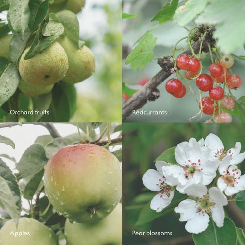 Skandinavisk Fjord Scent Diffuser 100ml In Green