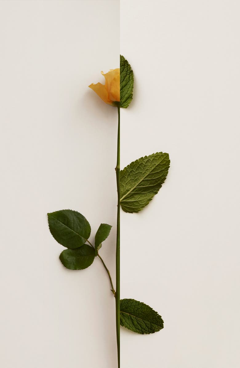 Burberry My Burberry Black Parfum, Alternate, color, 