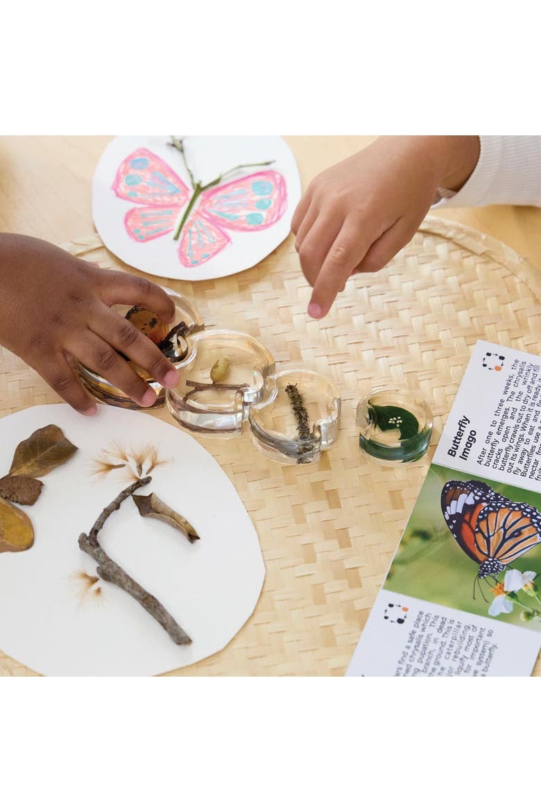 Specimen Life Cycle Puzzle - Butterfly, Alternate, color, Multicolored