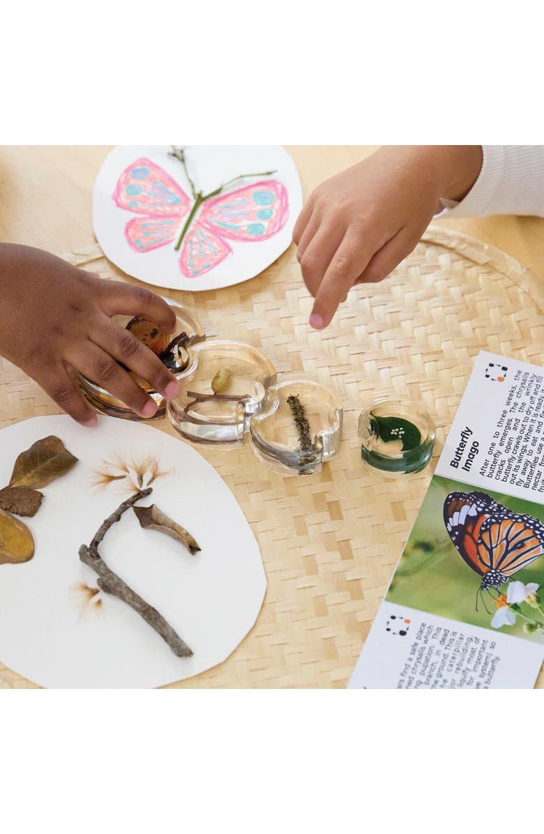 Kaplan Early Learning Company Specimen Life Cycle Puzzle - Butterfly, Alternate, color, Multicolored