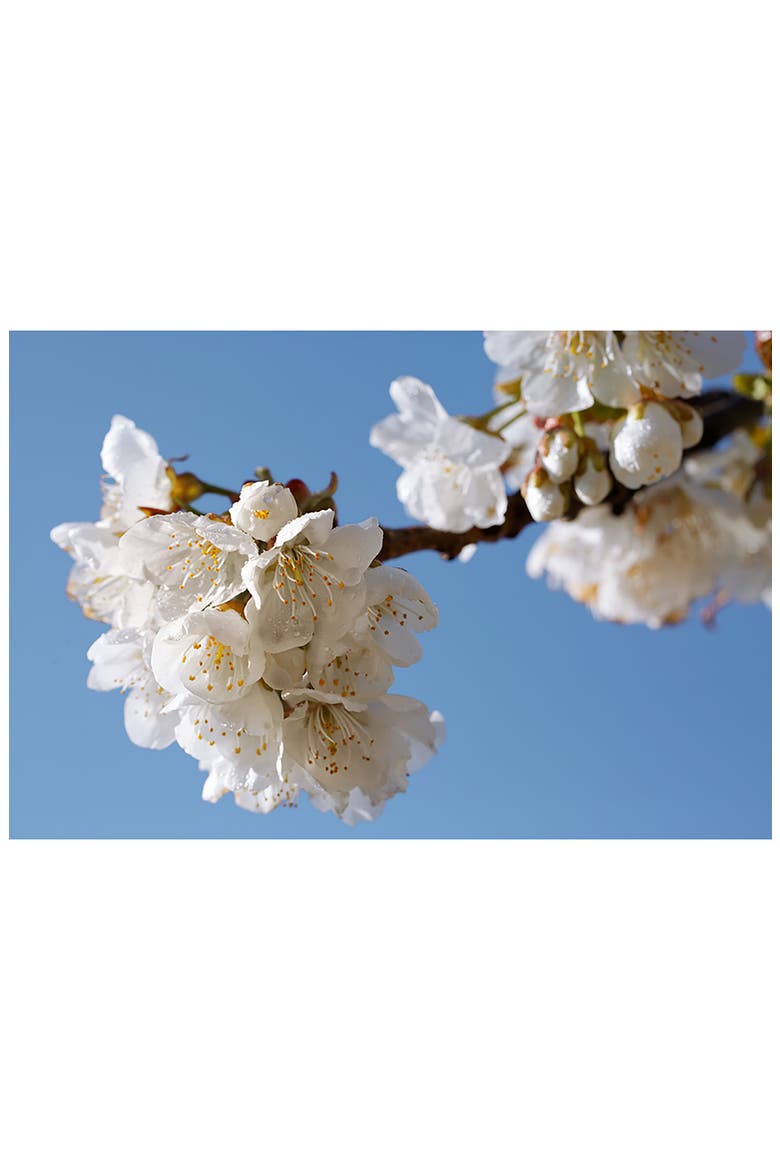 Cherry Blossom Hand Cream, Alternate, color, NO COLOR