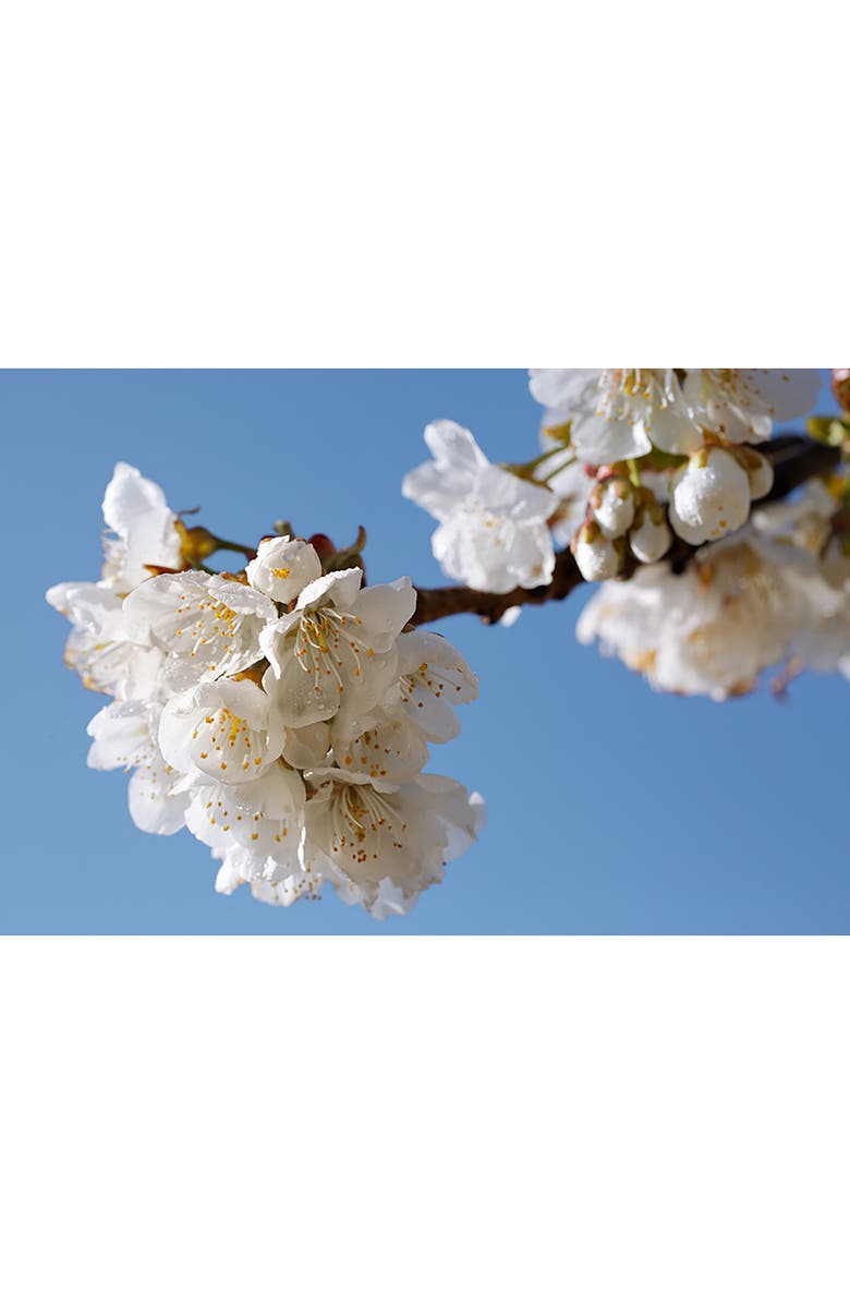 L'Occitane Cherry Blossom Hand Cream, Alternate, color, 