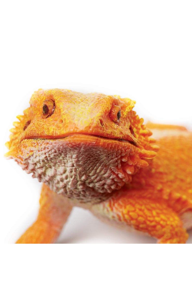 Safari Ltd. Bearded Dragon Toy, Alternate, color, NO COLOR