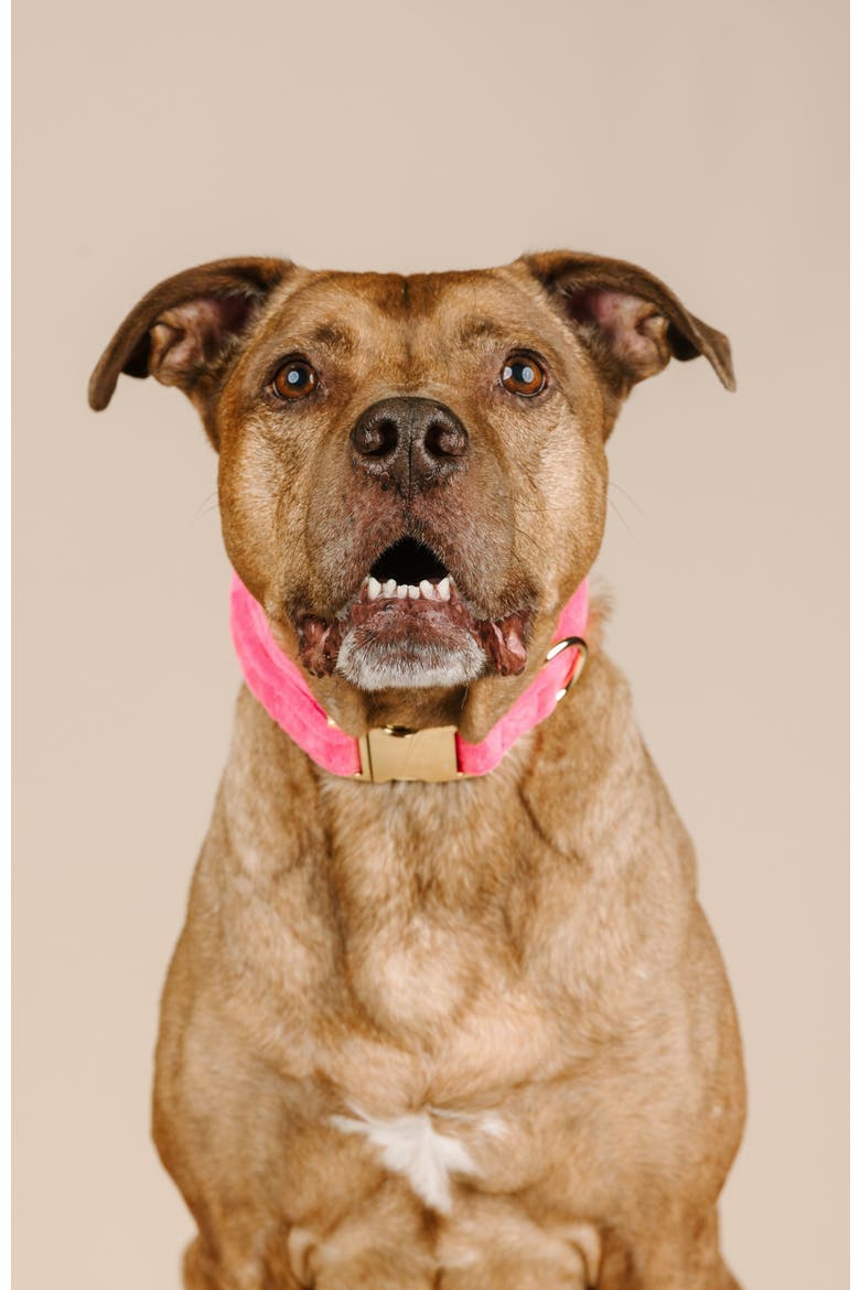 Valentina Dog Collar, Alternate, color, Valentina