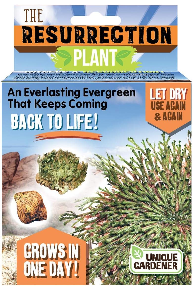 Resurrection Plant Grow Kit - Indoor Plant Seed Starter Easy Grow Desert Rose of Jericho, Main, color, None