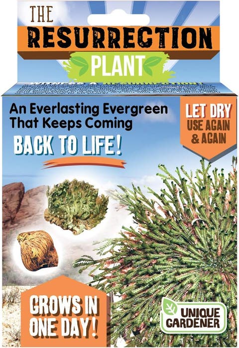 Resurrection Plant Grow Kit - Indoor Plant Seed Starter Easy Grow Desert Rose of Jericho