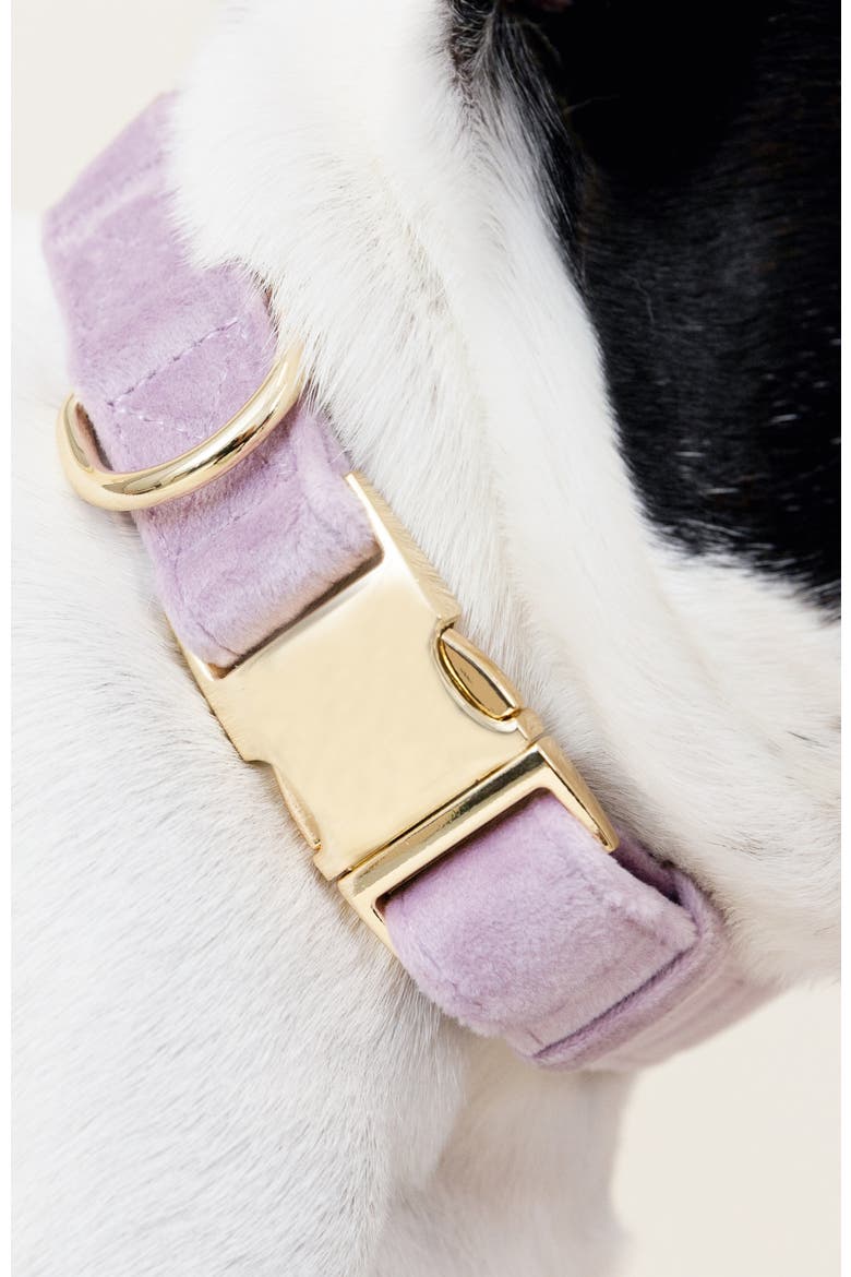 Billie Dog Collar, Alternate, color, Billie
