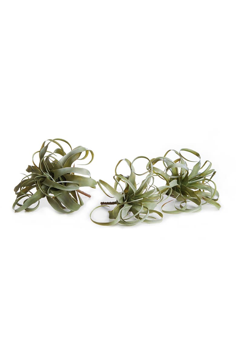 Tillandsia Set of 3, Main, color, Green