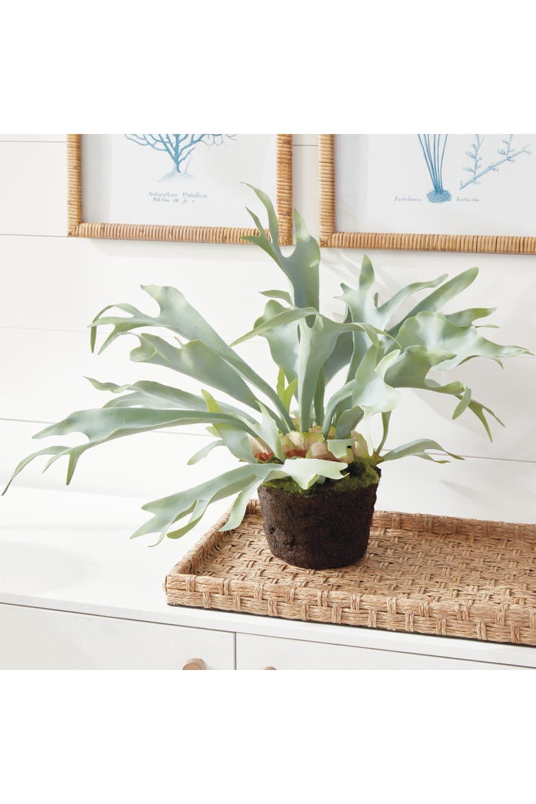 Staghorn Fern Drop-In 21", Alternate, color, Green
