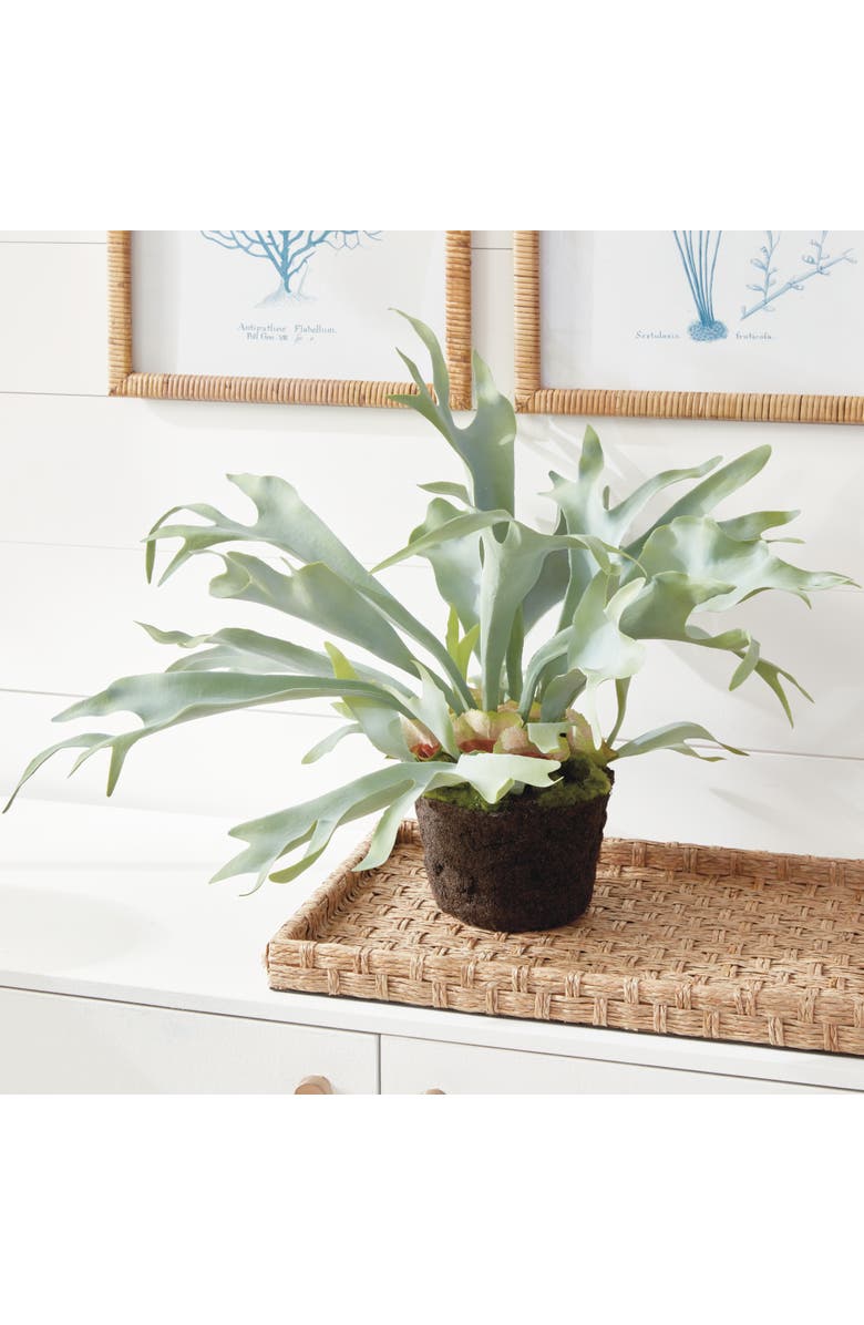 Napa Home & Garden Staghorn Fern Drop-In 21", Alternate, color, 