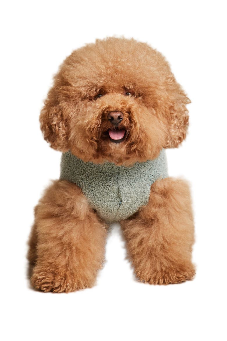 CozyChic® Snake Print Pet Sweater, Main, color, MEADOW GREEN MULTI