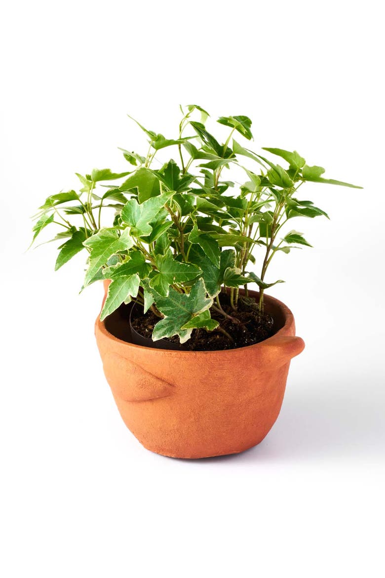 Rakshana Plant Pot, Alternate, color, Chicken