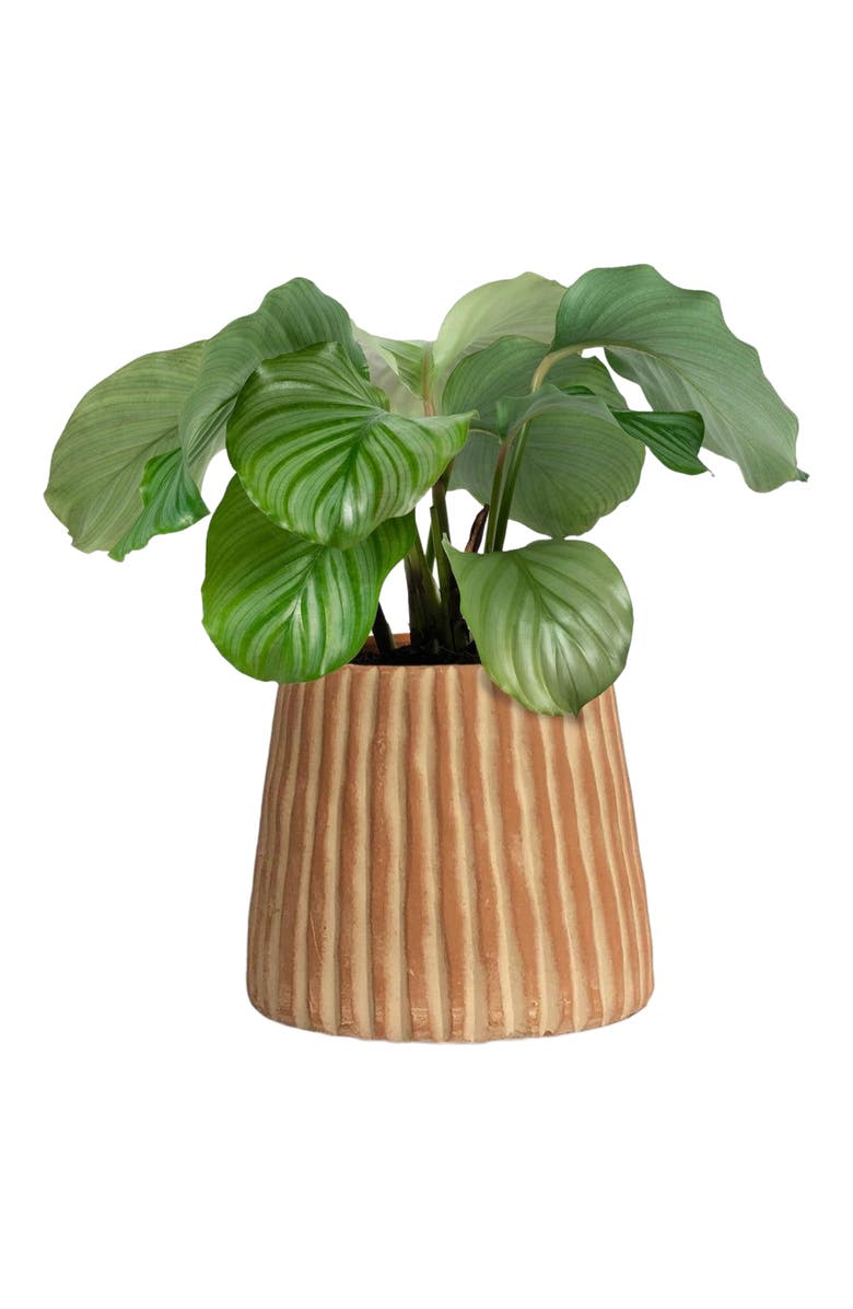Meso Goods Elvira Terracotta Planter by Diego Olivero Studio, Main, color, Brown