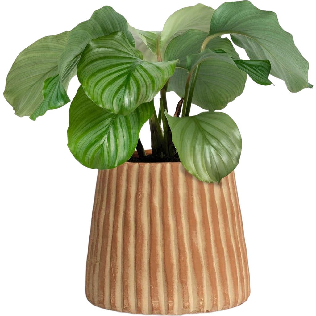 Meso Goods Elvira Terracotta Planter by Diego Olivero Studio
