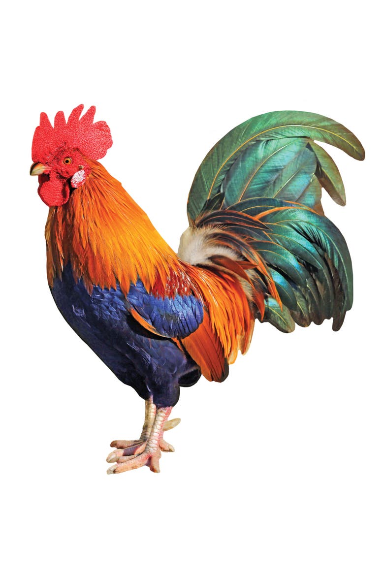 Rooster 100 Piece Shaped Jigsaw Puzzle, Alternate, color, Multicolor