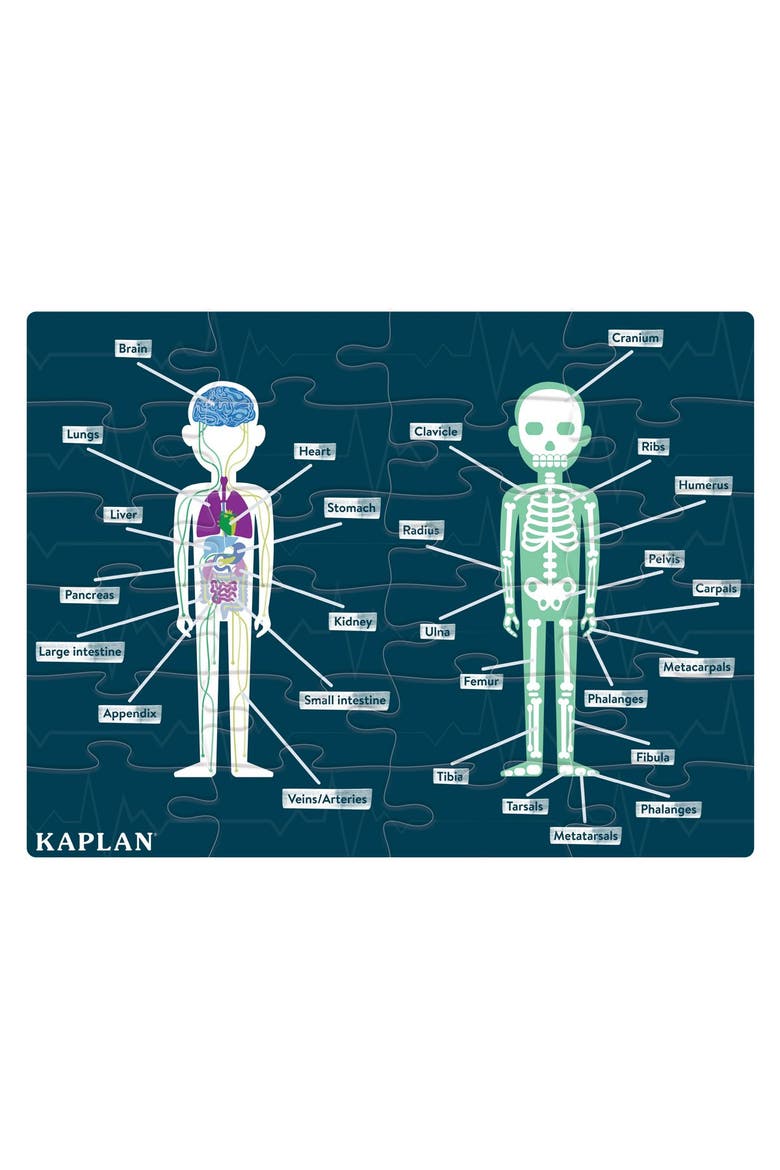 Human Body Puzzle - 24 Pieces, Main, color, Multicolored