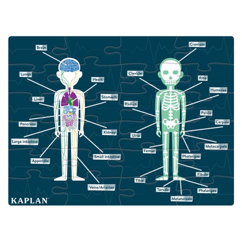 Human Body Puzzle - 24 Pieces