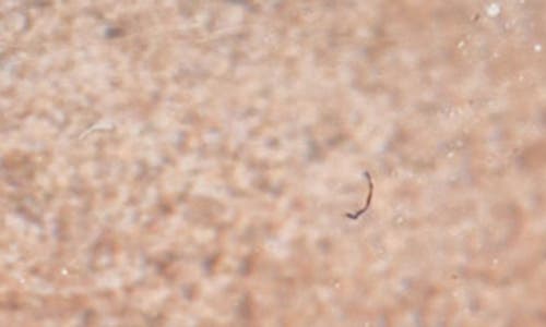 Chantecaille Mermaid Eyeshadow In Brown